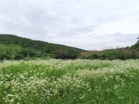 野花