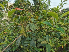 茶果