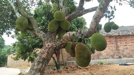 树菠萝蜜