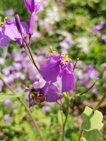 荆花
