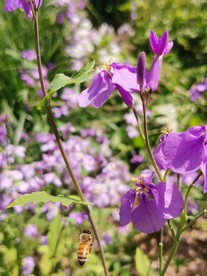 荆花