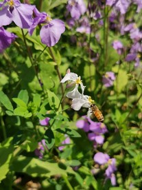荆花