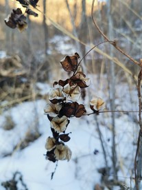 穿地龙花