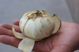 兰州百合