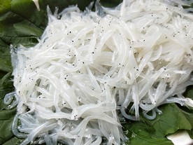银鱼