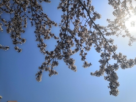 蓝天与树枝