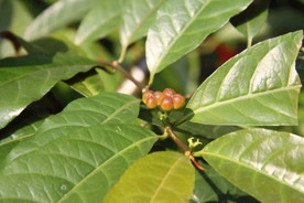 红背桂果实