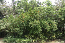 红杏