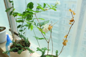 茉莉