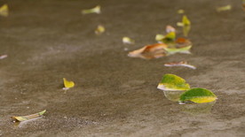 雨后散乱的皂树叶