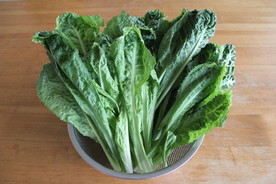 小白菜图片