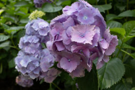 绣球花八仙花清新图片