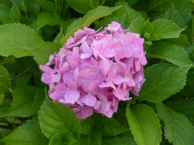 绣球花八仙花清新图片