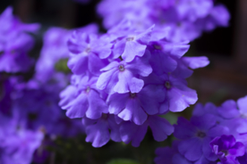 绣球花八仙花清新图片