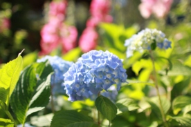 绣球花八仙花清新图片