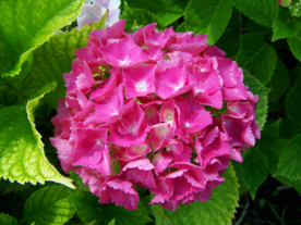 绣球花八仙花清新图片