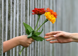 百日菊