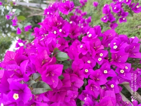 叶子花