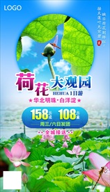 白洋淀荷花