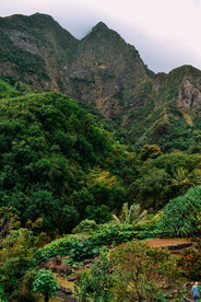 森林雨林树木林子图片