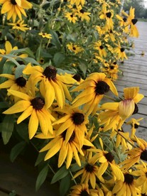 天人菊