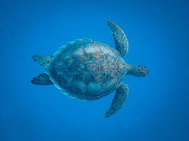 海底生物