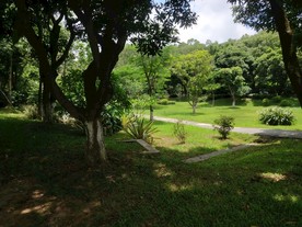 大夫山