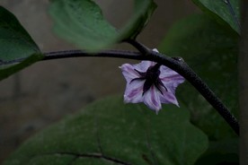茄子花