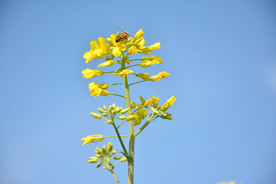 油菜花