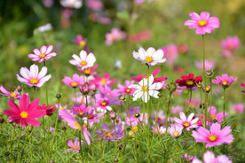 格桑花
