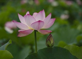 绽放