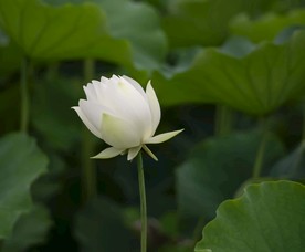纯洁白荷花