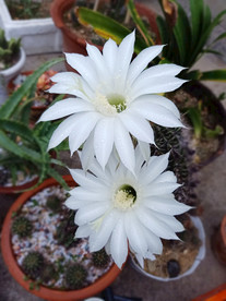 仙人球花