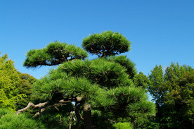松树图片