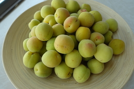 梅子 青梅 红梅 梅子酒 竹编