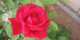 月季花