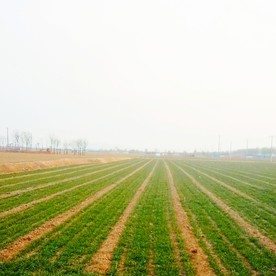 田野