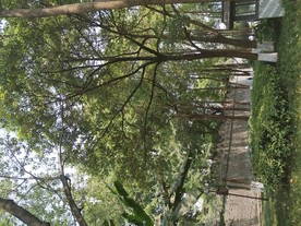 新都桂湖公园