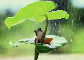 躲雨的小青蛙