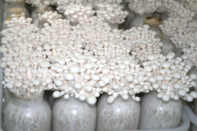 白玉菇