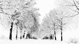 雪景