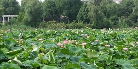 荷花塘