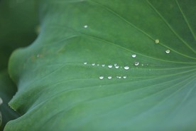 水珠