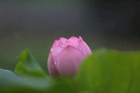 雨中荷花