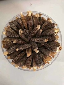 羊肚菌