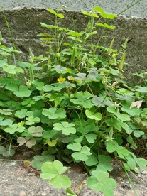 黄花醡浆草