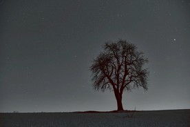 星空下的树