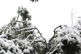 树枝积雪