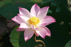 荷花图片