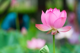 荷花图片